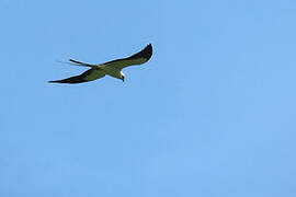 Swallow-tailed Kite