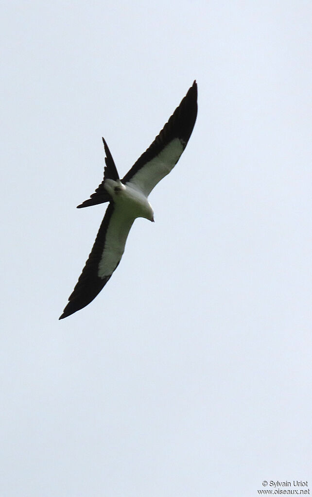 Swallow-tailed Kiteadult