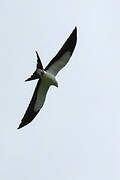 Swallow-tailed Kite