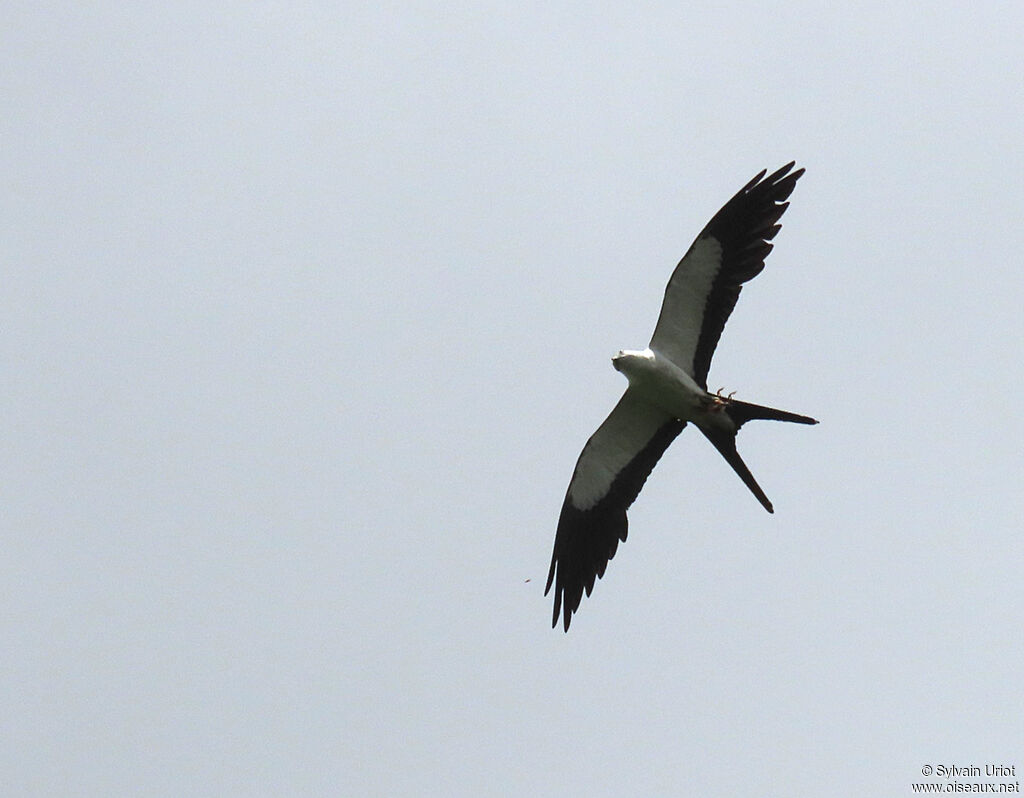 Swallow-tailed Kiteadult