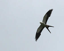 Swallow-tailed Kite