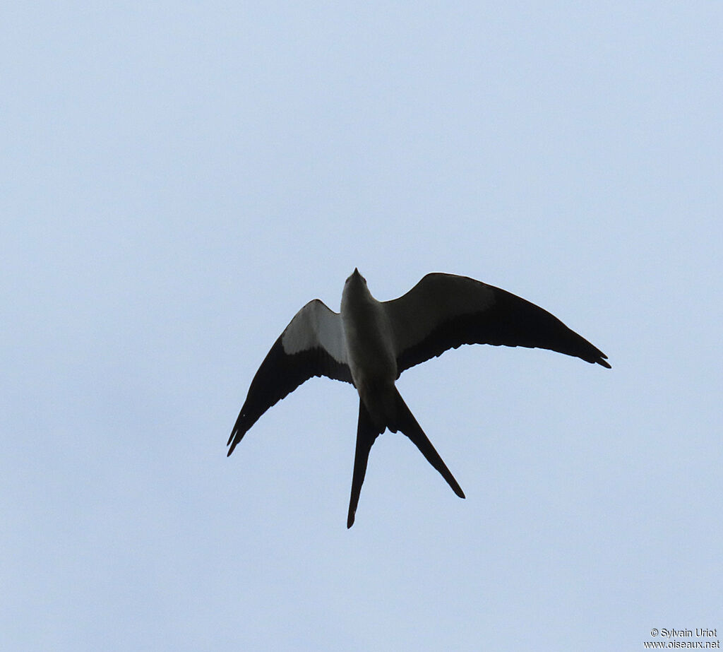 Swallow-tailed Kiteadult