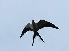 Swallow-tailed Kite