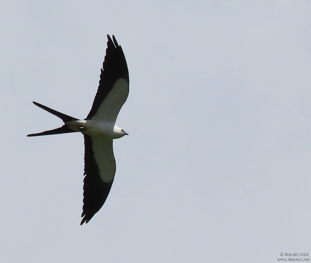 Swallow-tailed Kiteadult