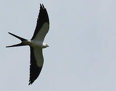 Swallow-tailed Kite