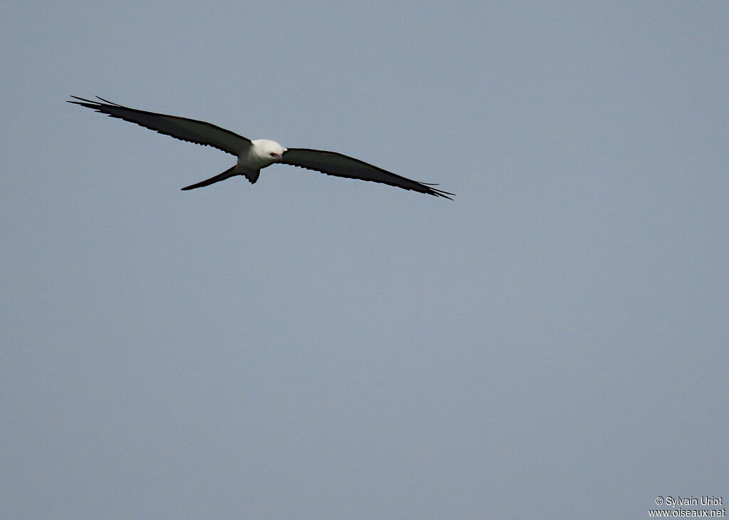 Swallow-tailed Kite