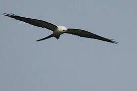 Swallow-tailed Kite