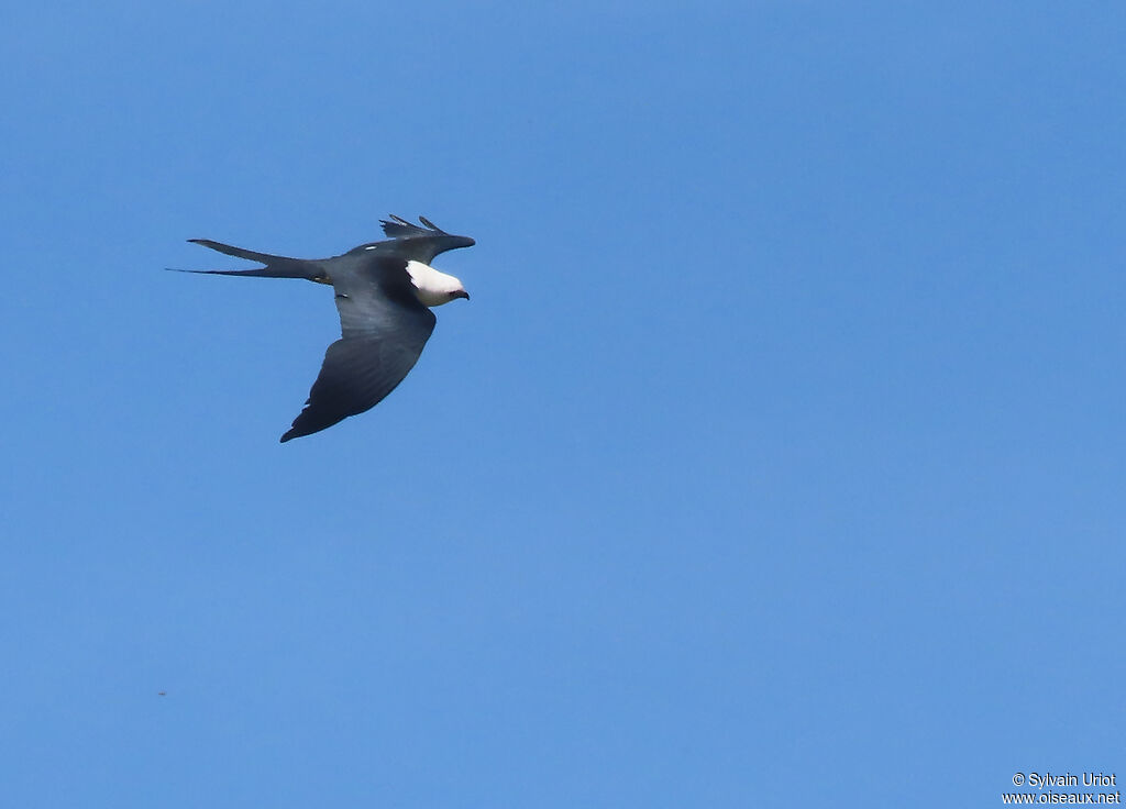 Swallow-tailed Kiteadult