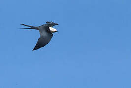 Swallow-tailed Kite