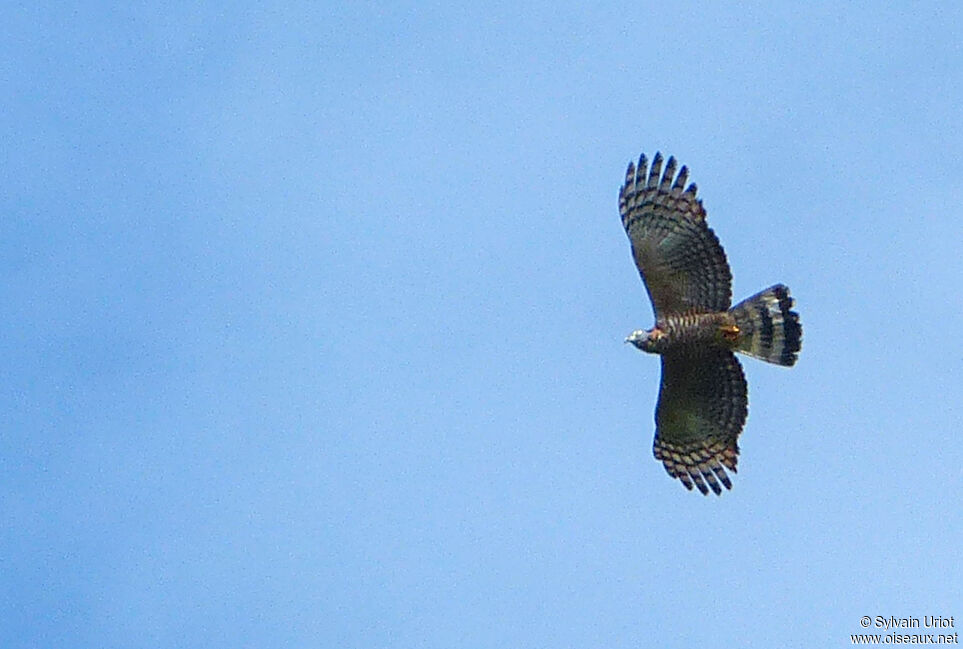 Hook-billed Kite female adult