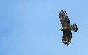 Hook-billed Kite