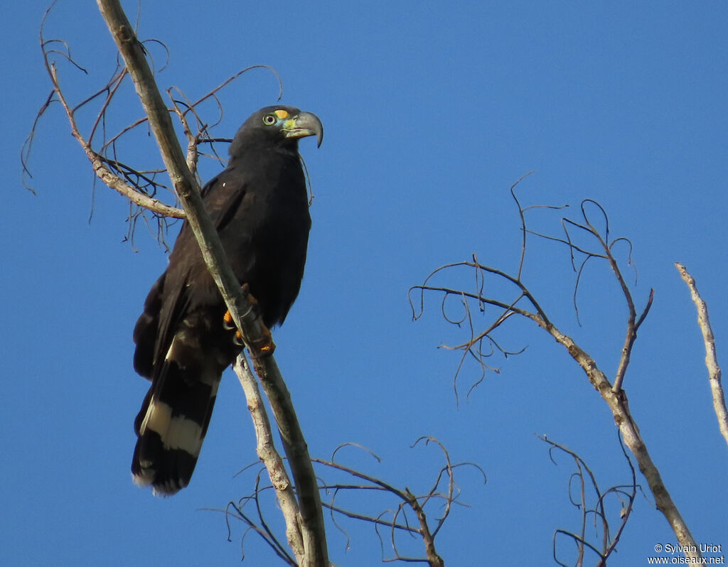 Hook-billed Kite male adult