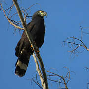 Hook-billed Kite