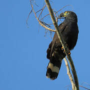 Hook-billed Kite