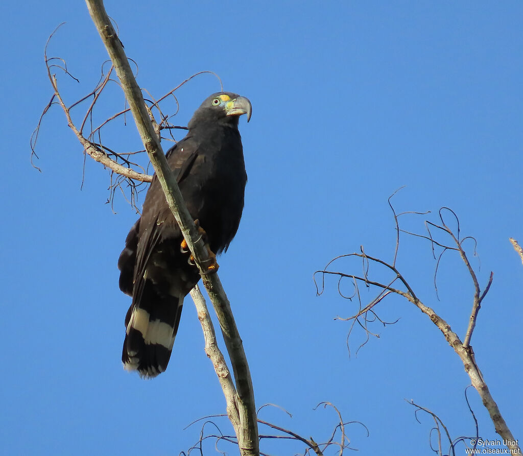 Hook-billed Kite male adult