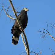 Hook-billed Kite