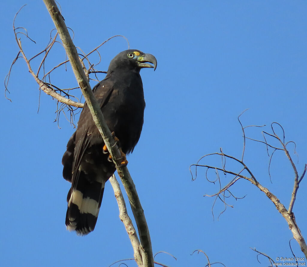 Hook-billed Kite male adult