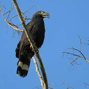 Hook-billed Kite