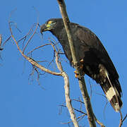 Hook-billed Kite