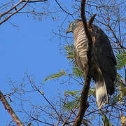 Hook-billed Kite