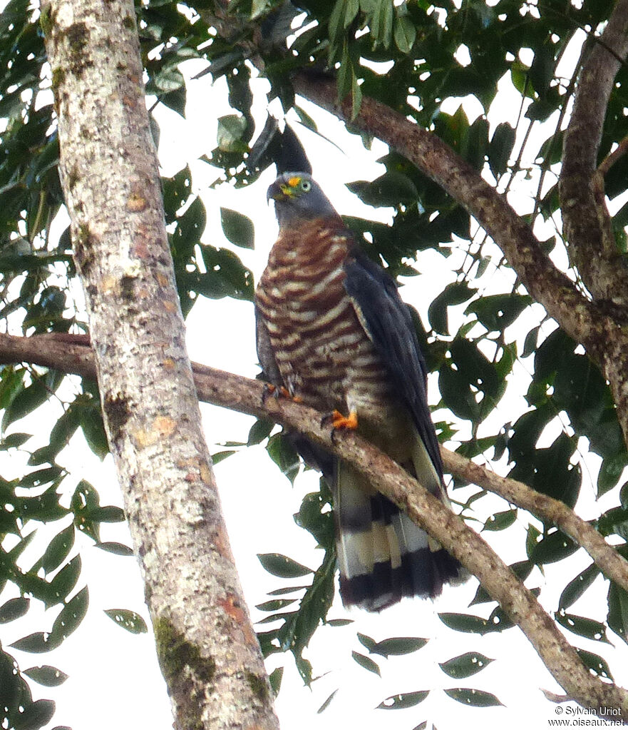 Hook-billed Kite female adult