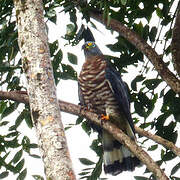 Hook-billed Kite