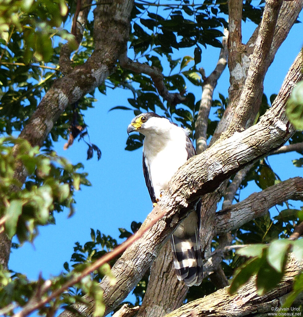 Hook-billed Kiteimmature