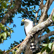 Hook-billed Kite