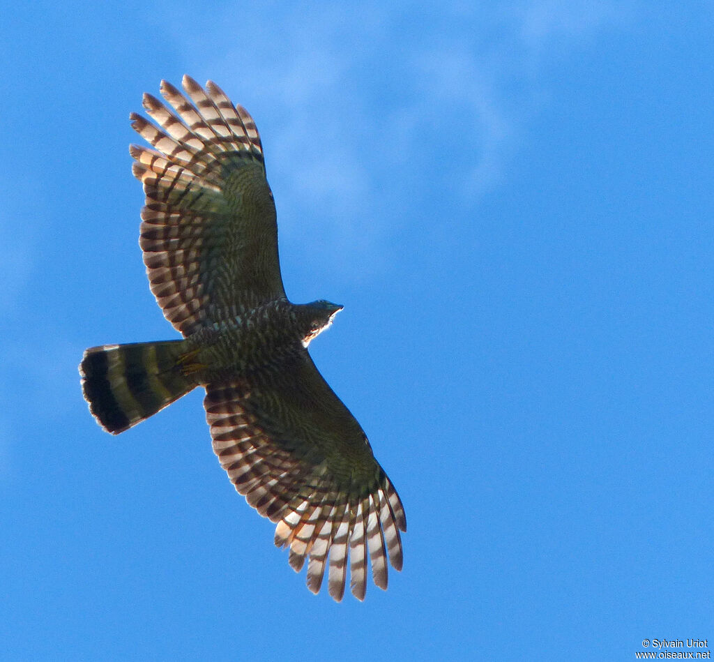 Hook-billed Kite female adult