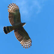 Hook-billed Kite