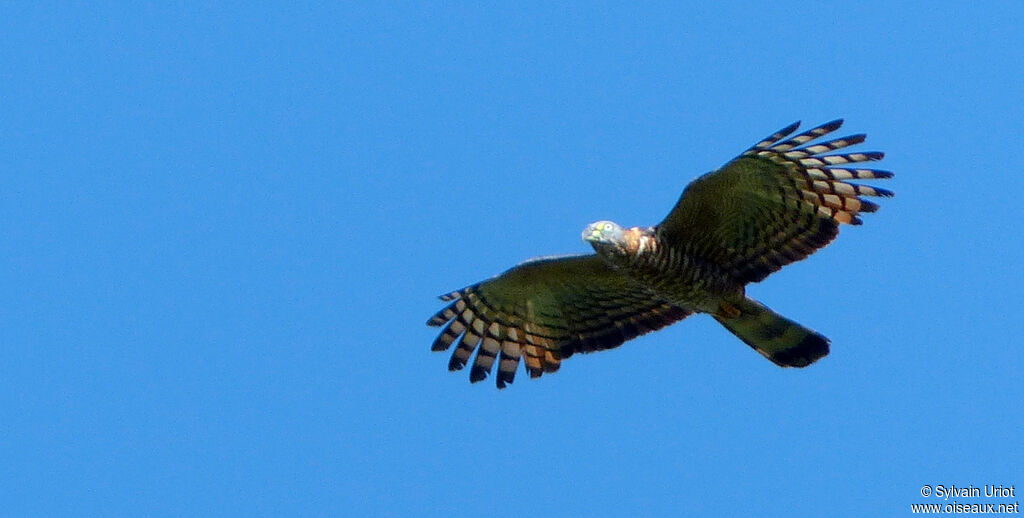 Hook-billed Kite female adult