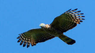 Hook-billed Kite