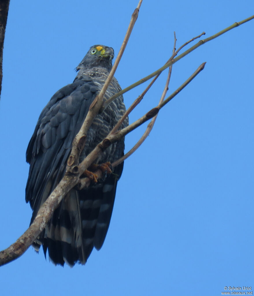 Hook-billed Kite male adult