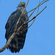 Hook-billed Kite