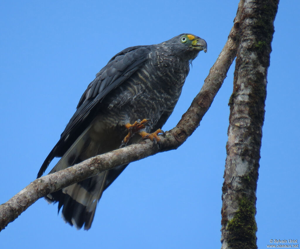 Hook-billed Kite male adult