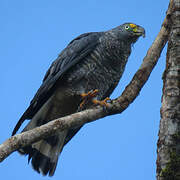 Hook-billed Kite