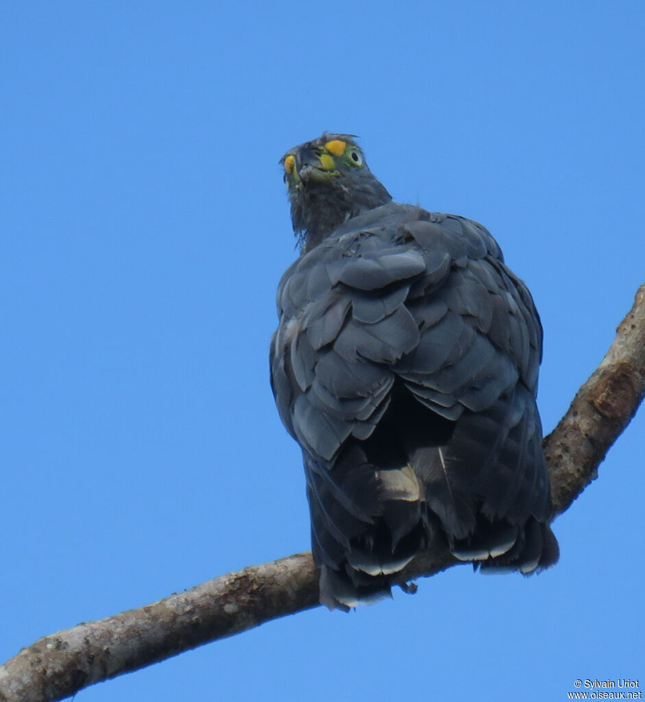 Hook-billed Kite male adult