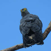 Hook-billed Kite