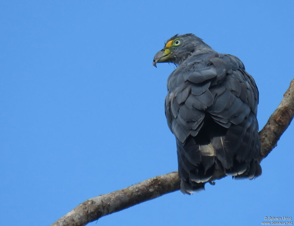 Hook-billed Kite male adult