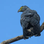 Hook-billed Kite