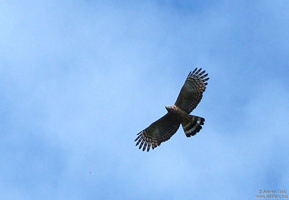 Hook-billed Kite female adult