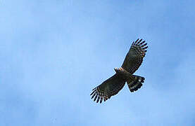 Hook-billed Kite