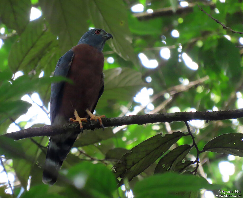 Double-toothed Kite male adult