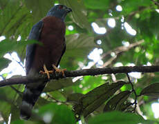 Double-toothed Kite