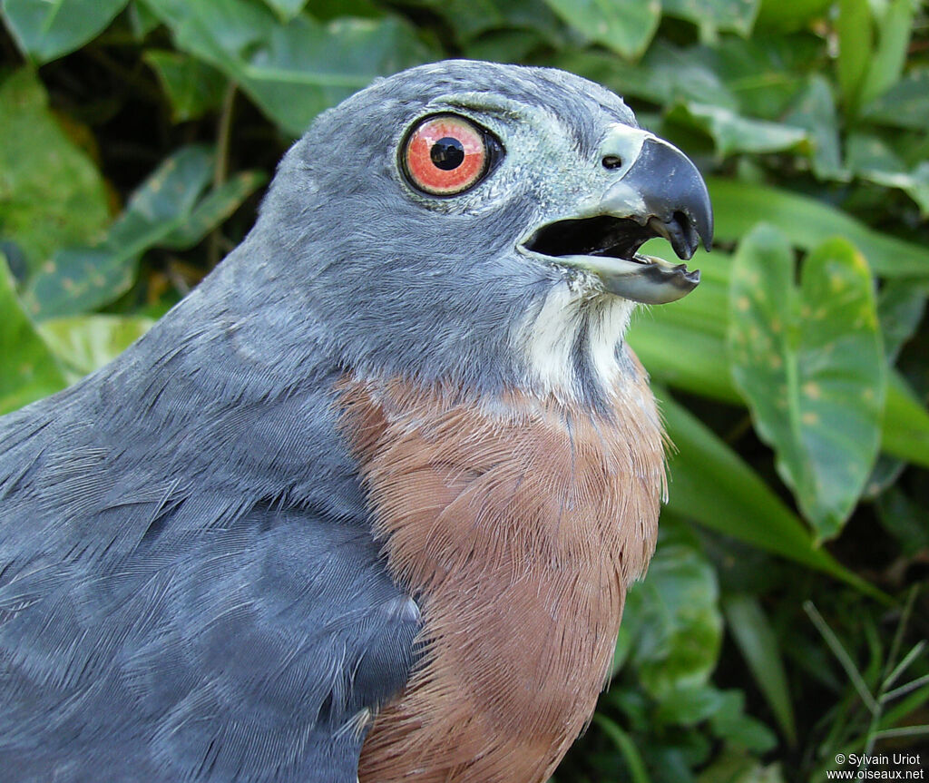 Double-toothed Kite female adult