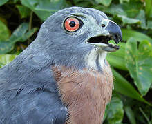 Double-toothed Kite