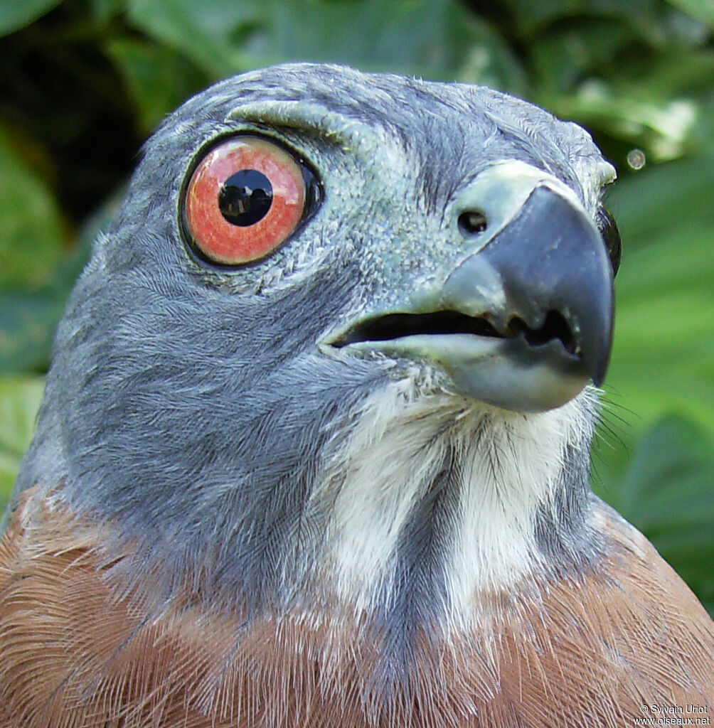 Double-toothed Kite female adult