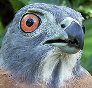 Double-toothed Kite