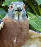 Double-toothed Kite