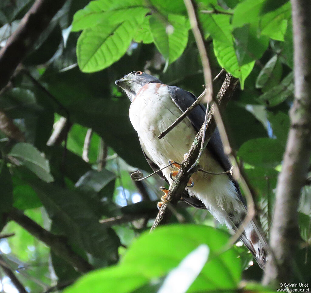 Double-toothed Kitesubadult